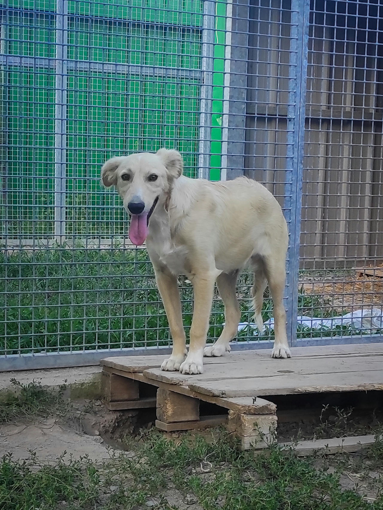canile trento adozioni cani taglia piccola